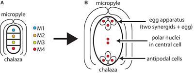 Poles Apart: Monosporic, Bisporic, and Tetrasporic Embryo Sacs Revisited
